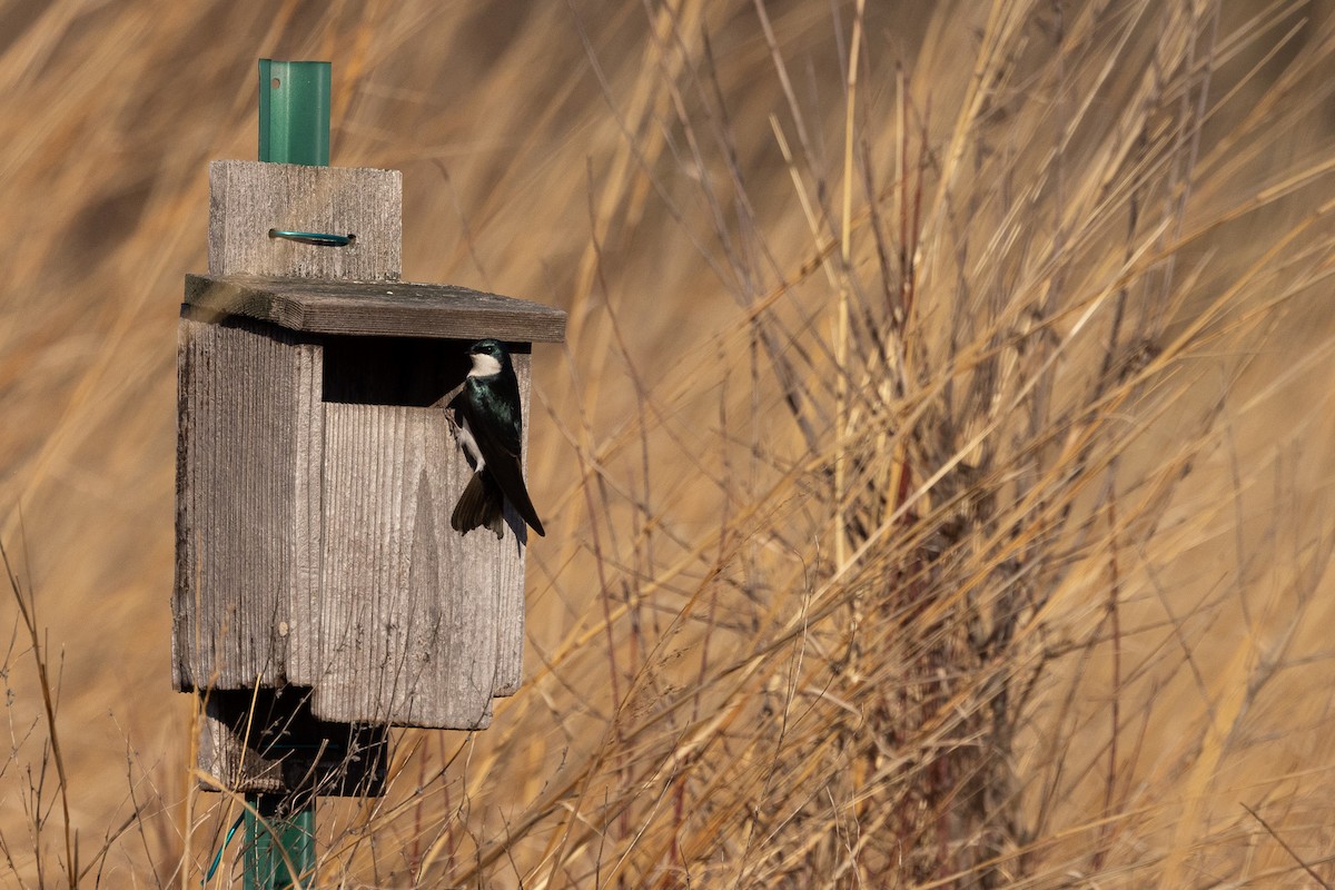 Tree Swallow - ML652615433