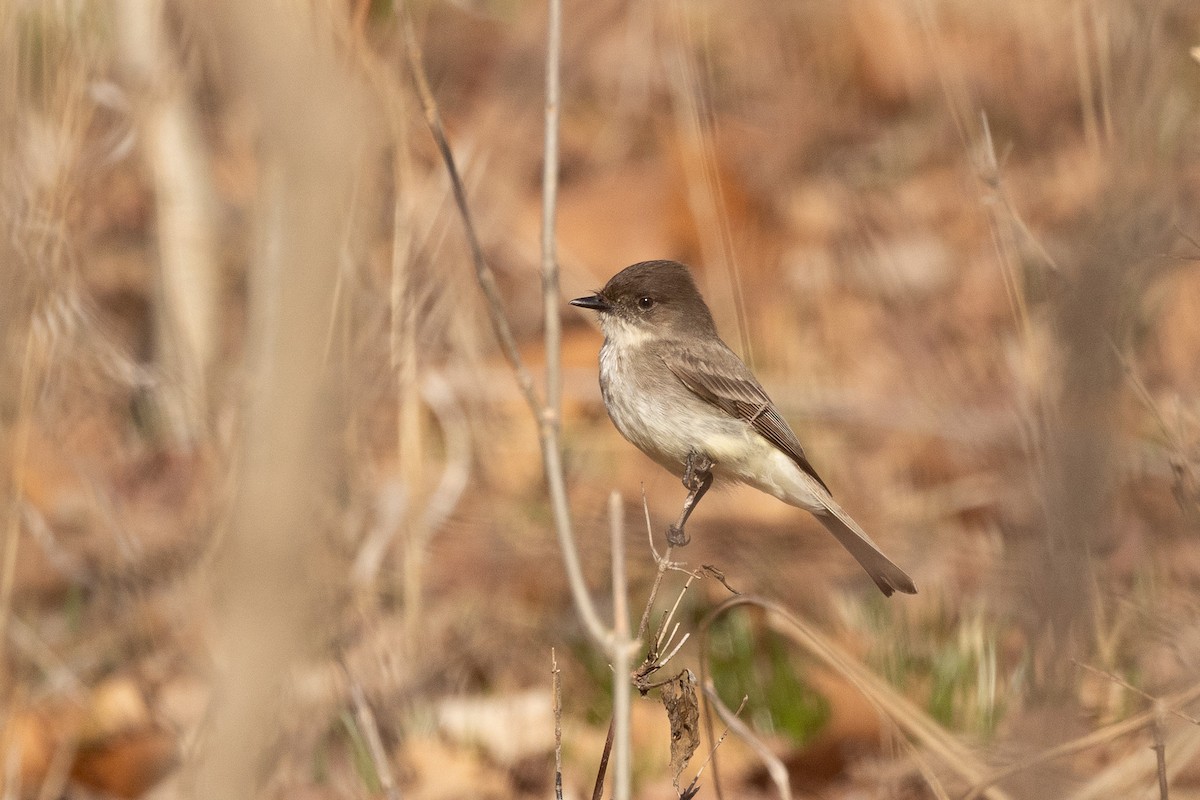 Eastern Phoebe - ML652615459