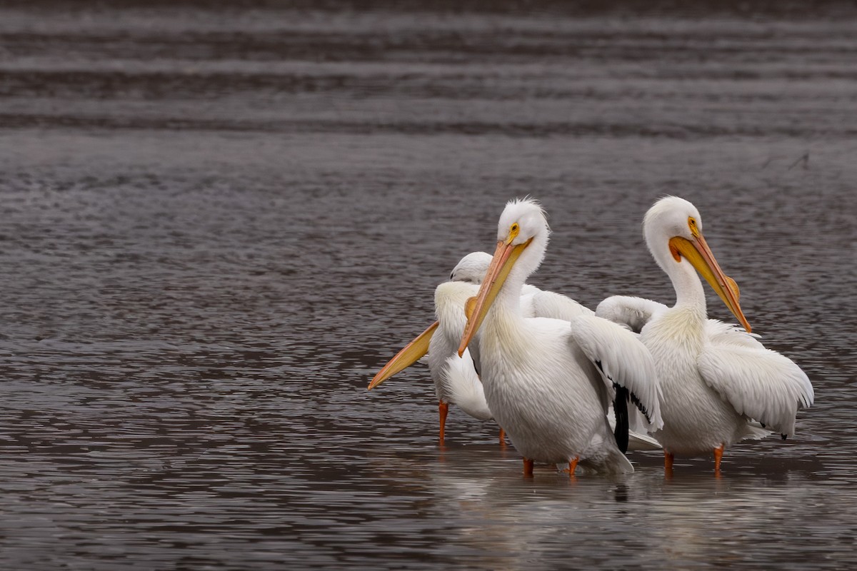 American White Pelican - ML652615604