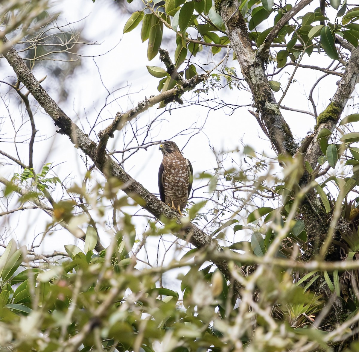 Broad-winged Hawk - ML652615949