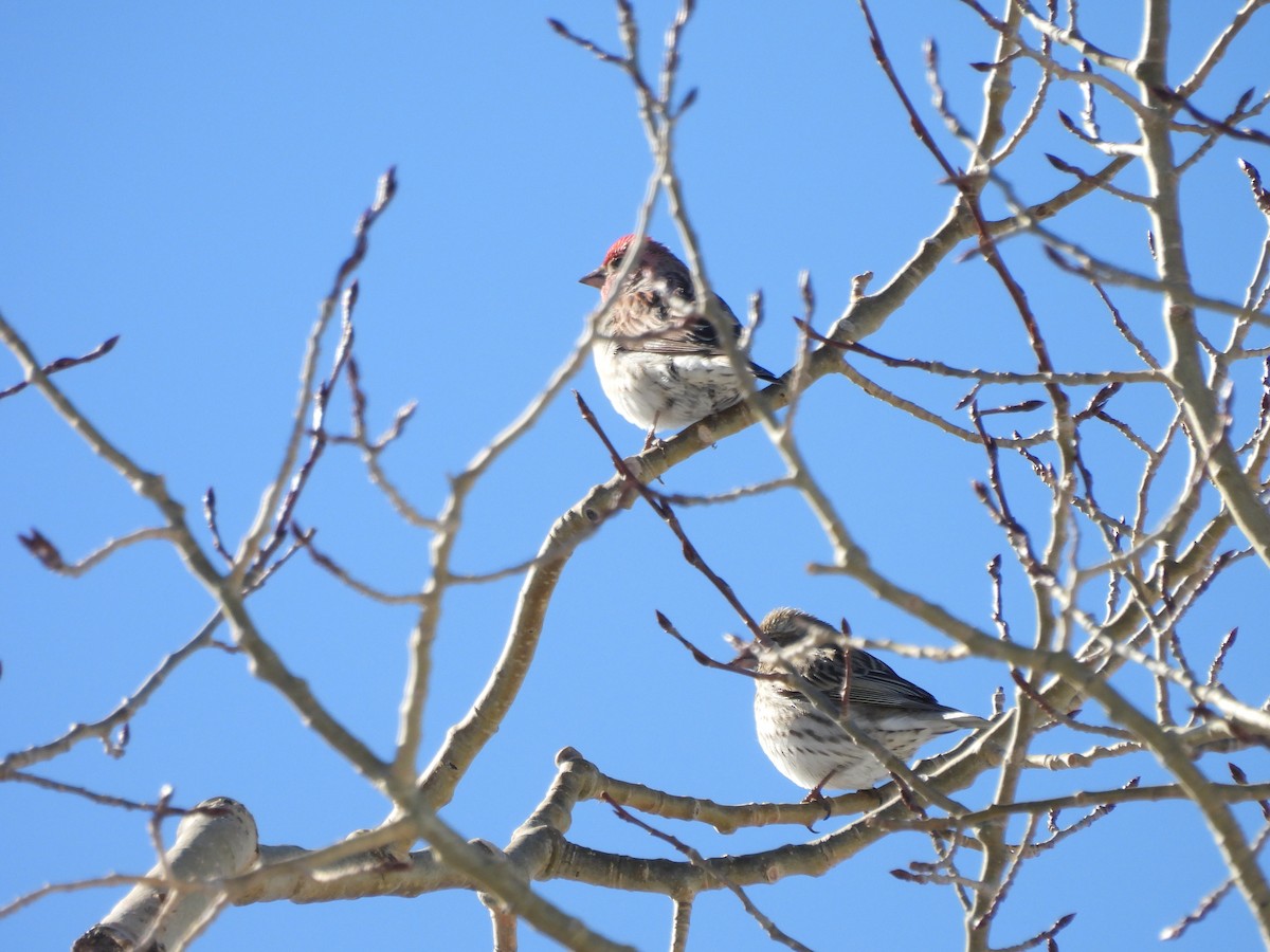 Красношапочная чечевица - ML652616200