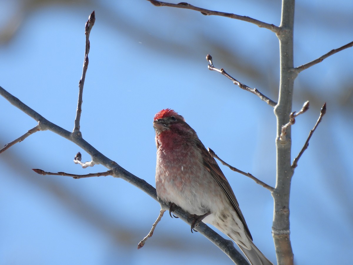 Красношапочная чечевица - ML652616201