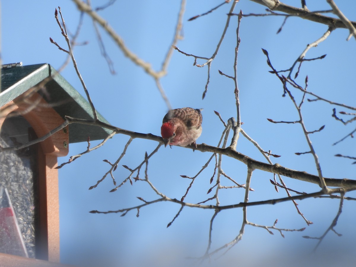 Красношапочная чечевица - ML652616202