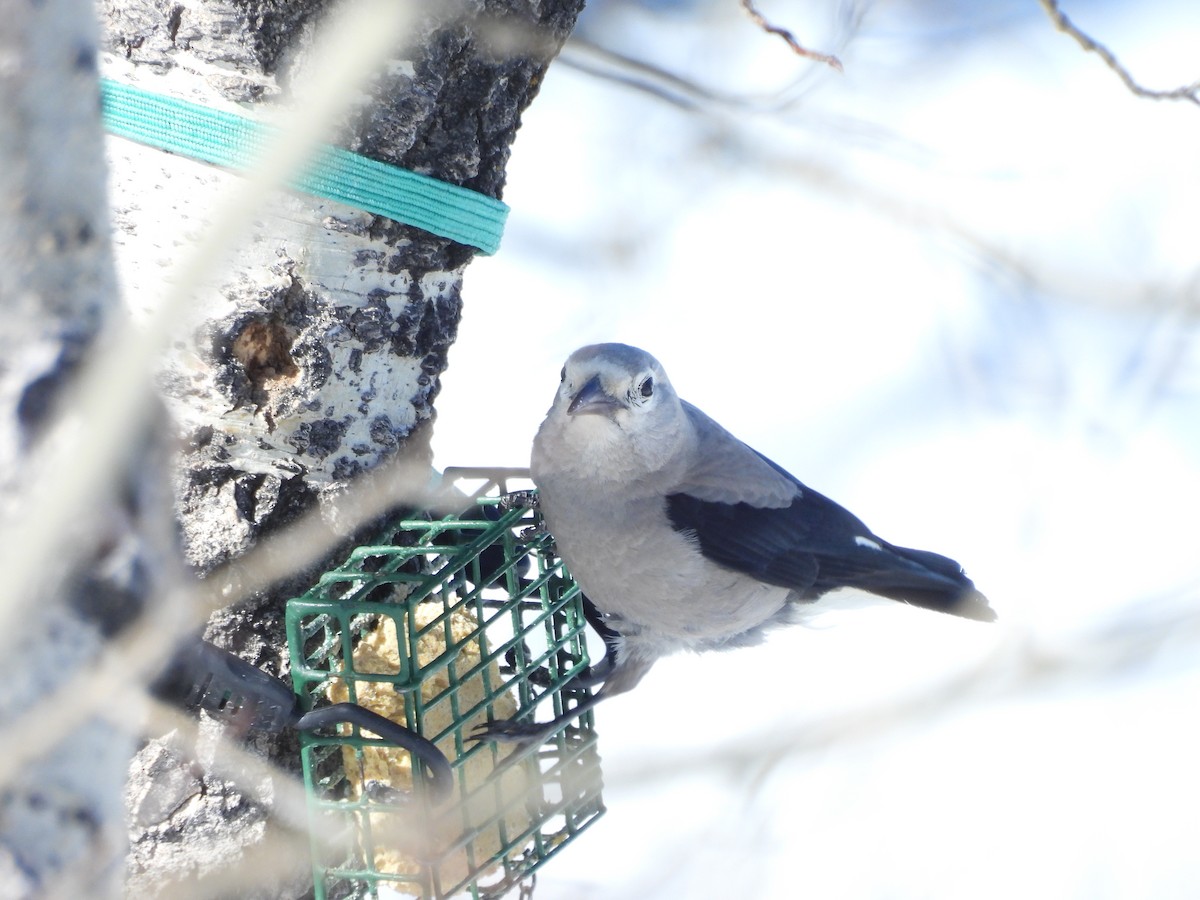 Американская кедровка - ML652616275