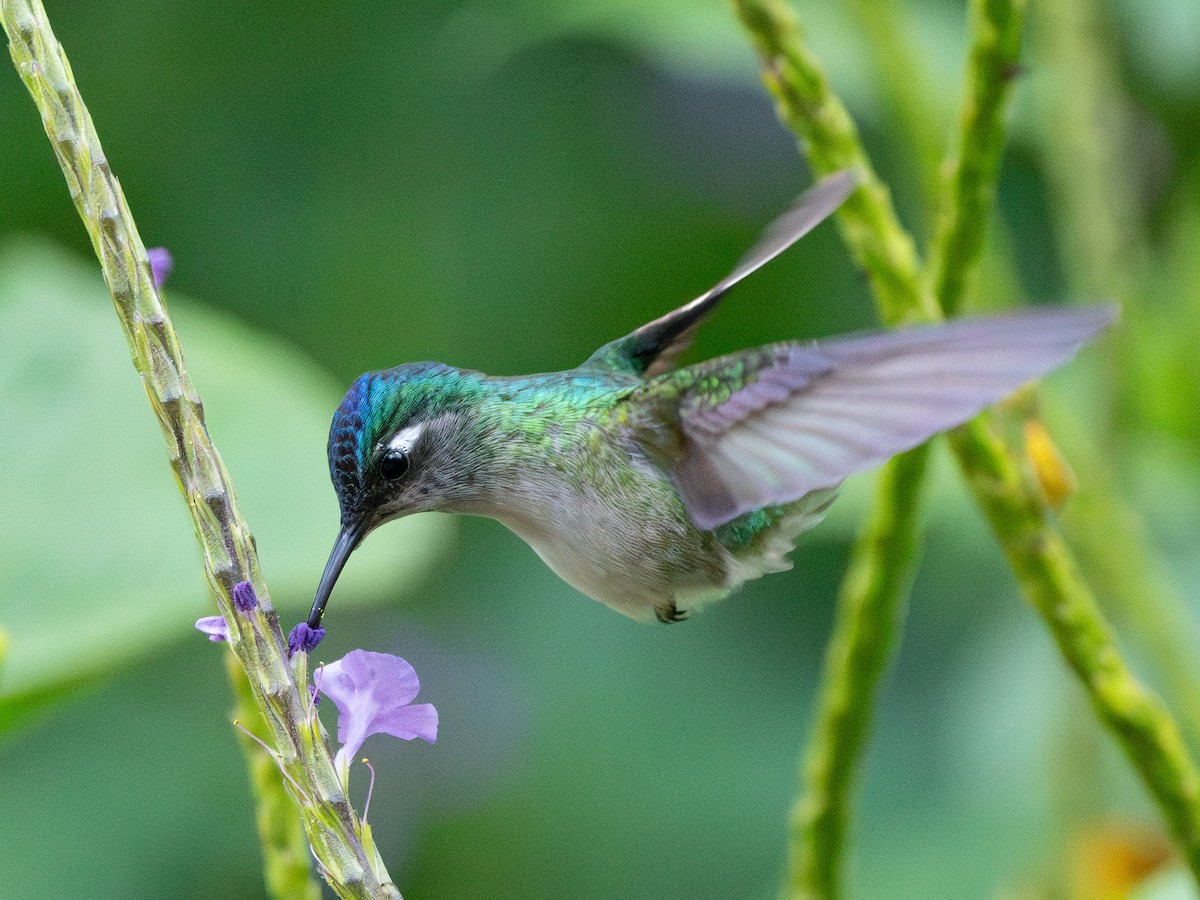 Violet-headed Hummingbird - ML652616325