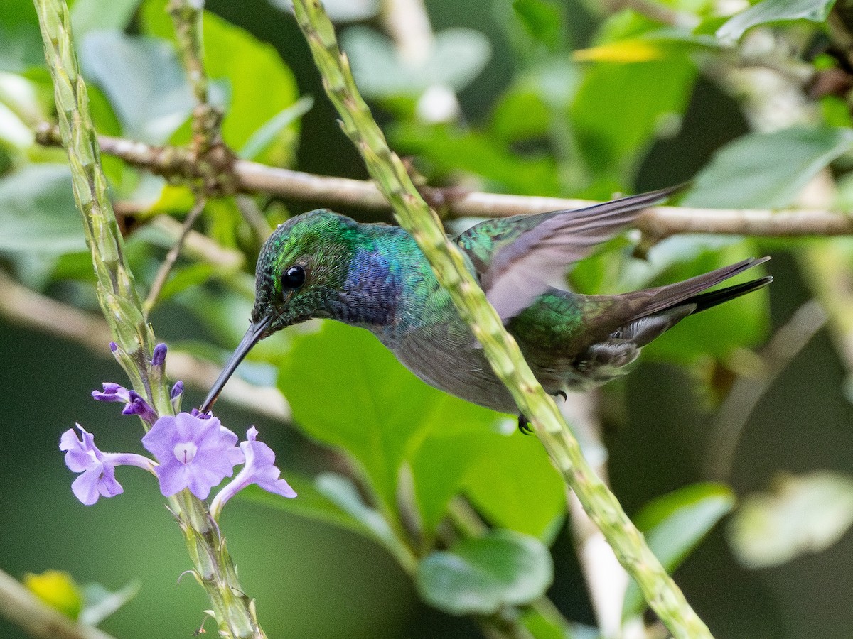 Blue-chested Hummingbird - ML652616335