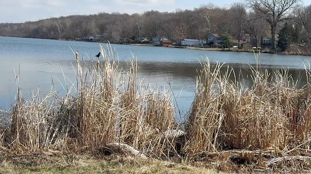 Mute Swan - ML652616342