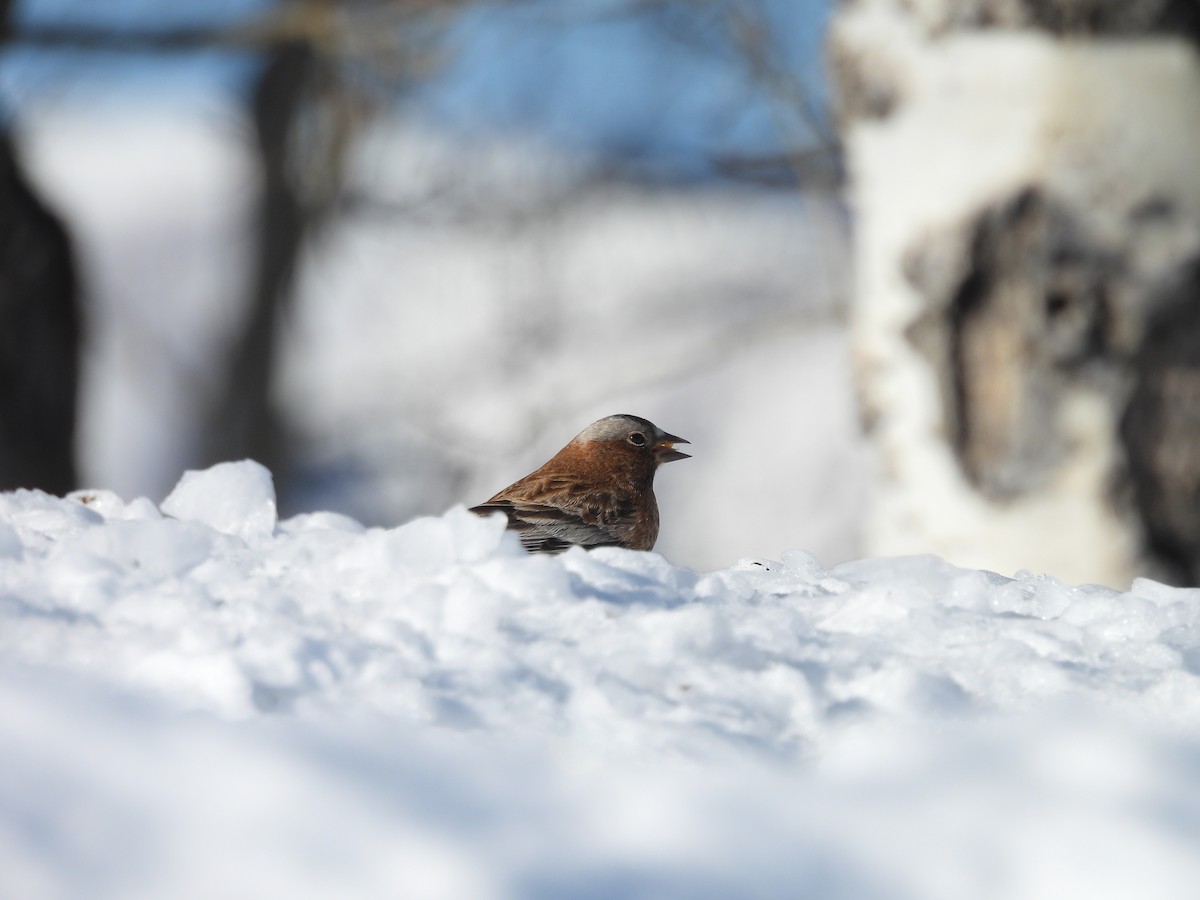 Американский вьюрок - ML652616350