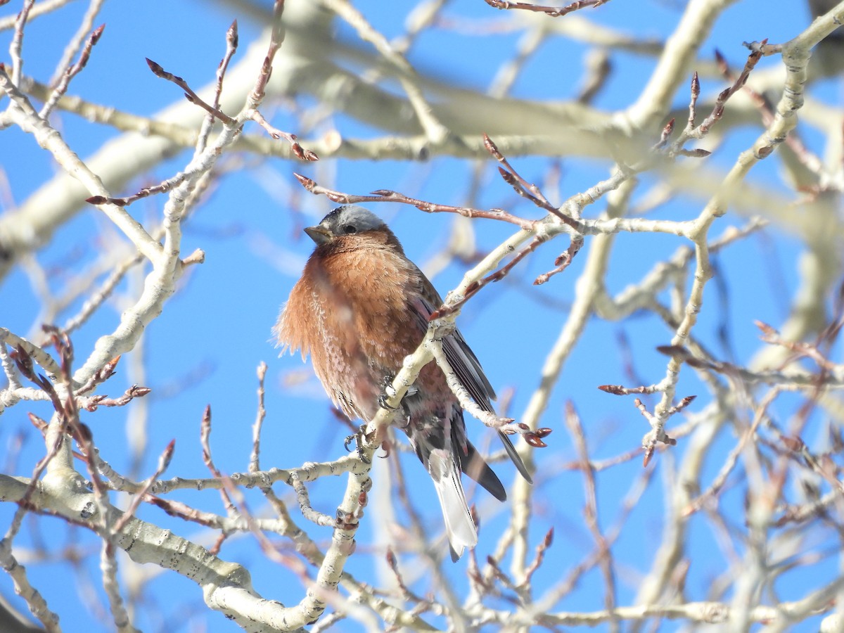 Американский вьюрок - ML652616351