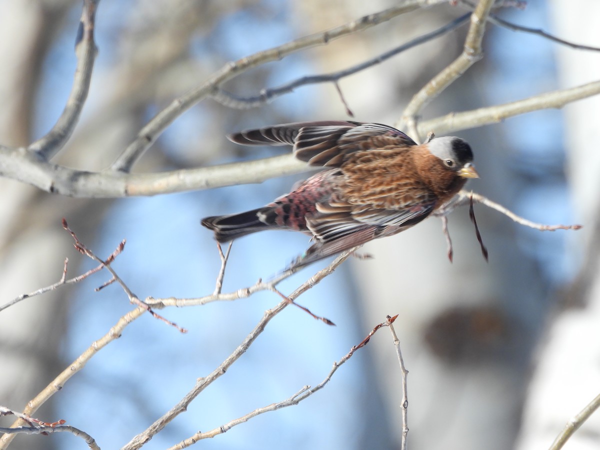 Американский вьюрок - ML652616352