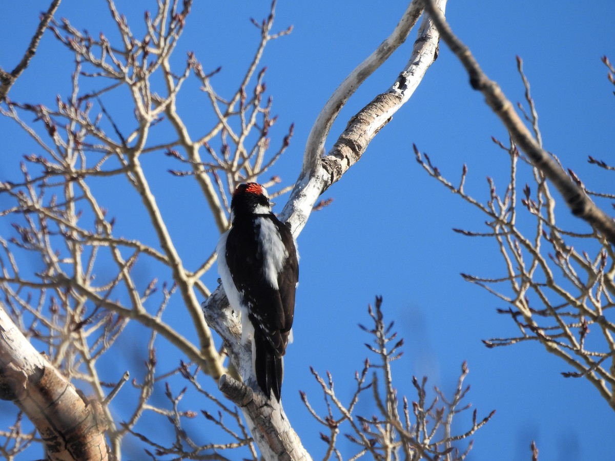 Волосатый дятел - ML652616382