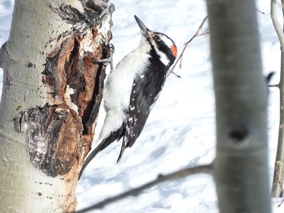 Волосатый дятел - ML652616383