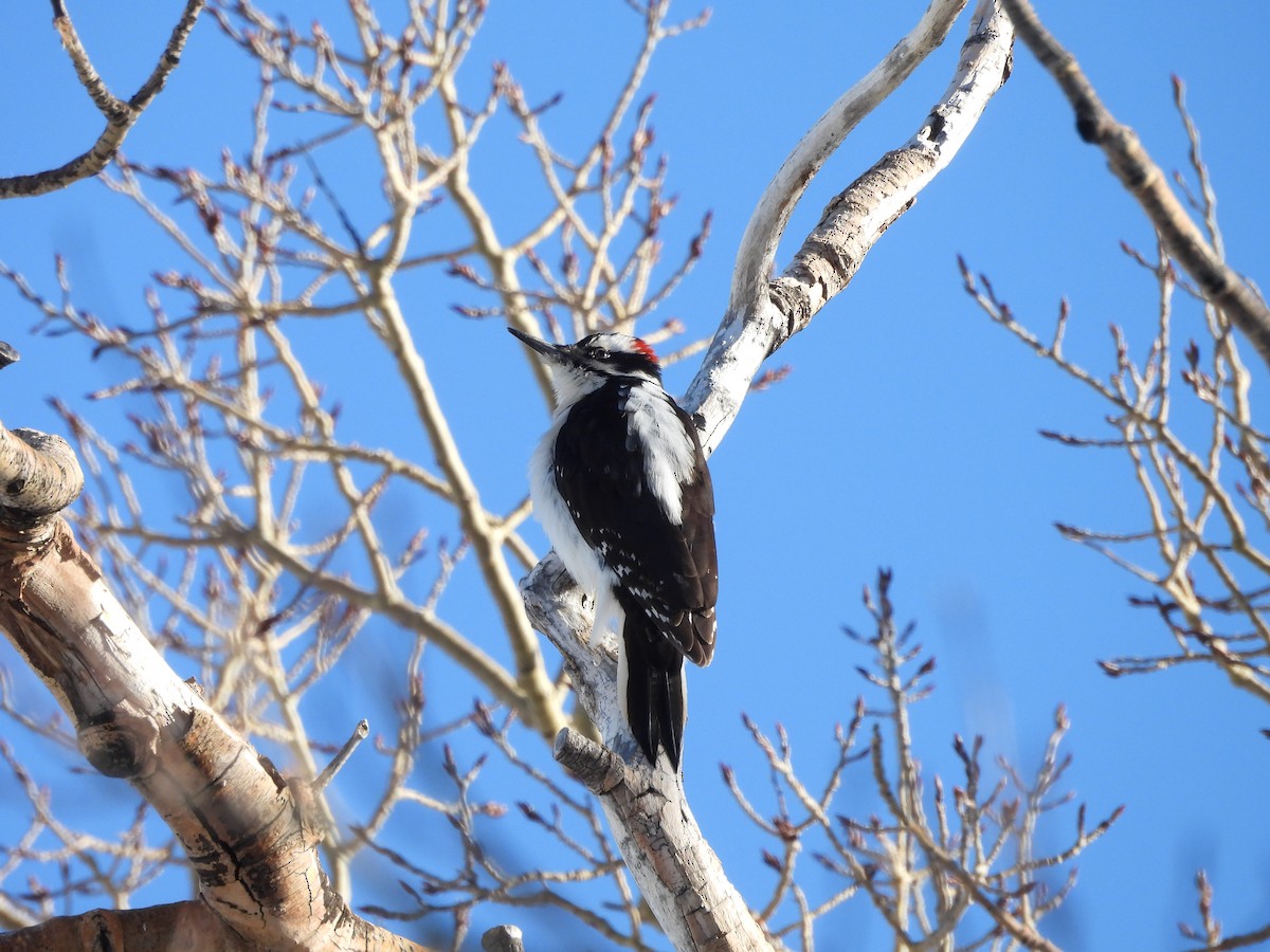 Волосатый дятел - ML652616384
