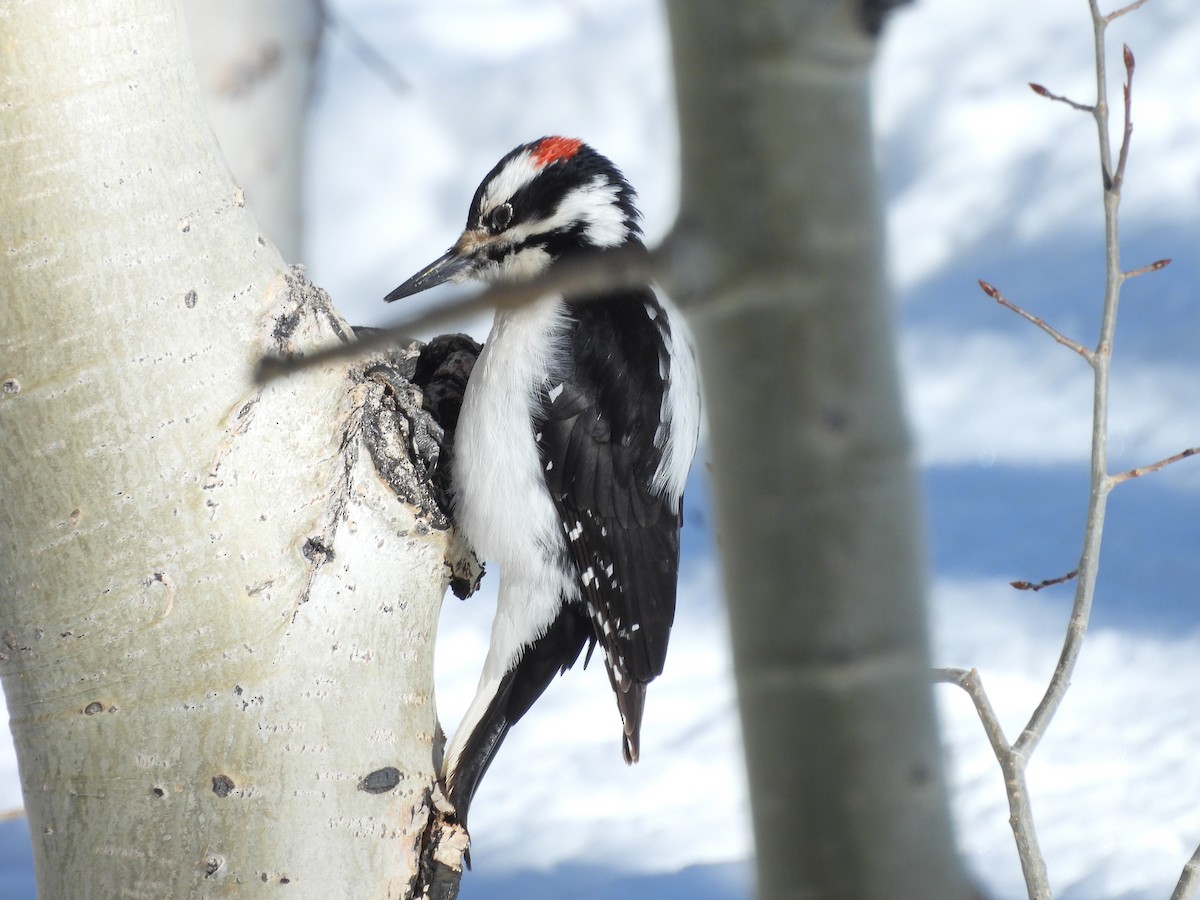 Волосатый дятел - ML652616385