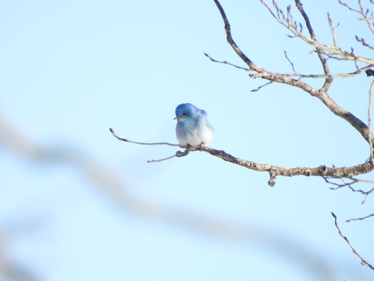 Голубая сиалия - ML652616441