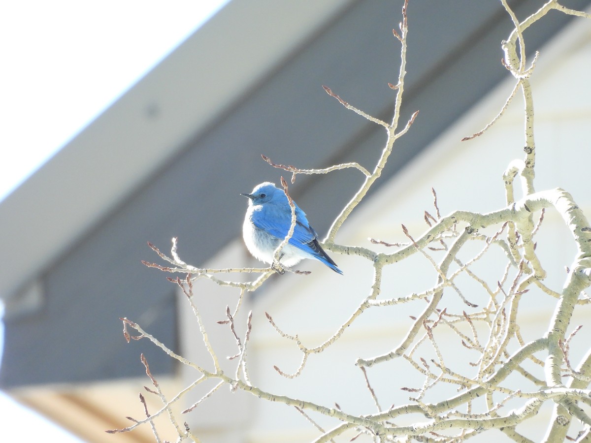 Голубая сиалия - ML652616442