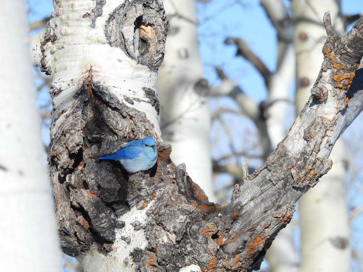 Голубая сиалия - ML652616443