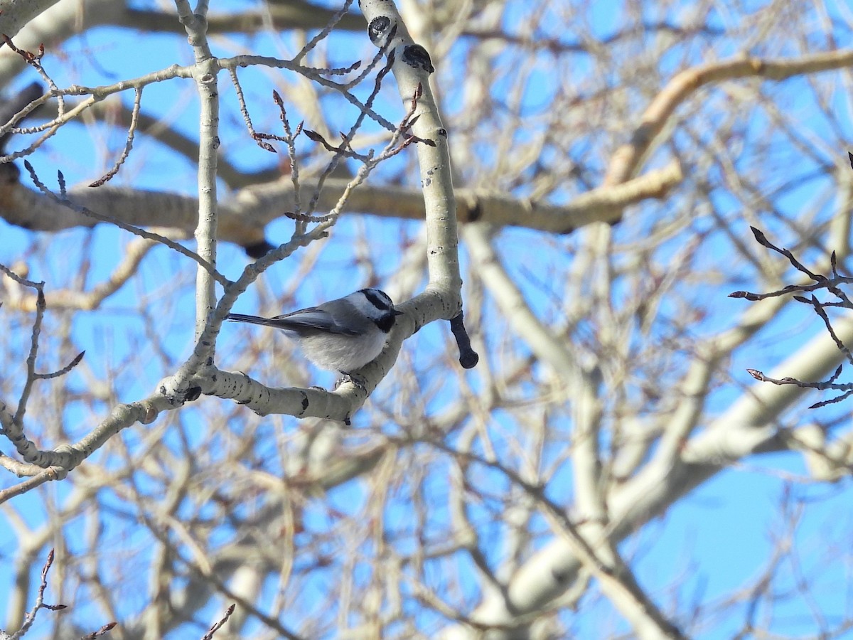 Mountain Chickadee - ML652616503