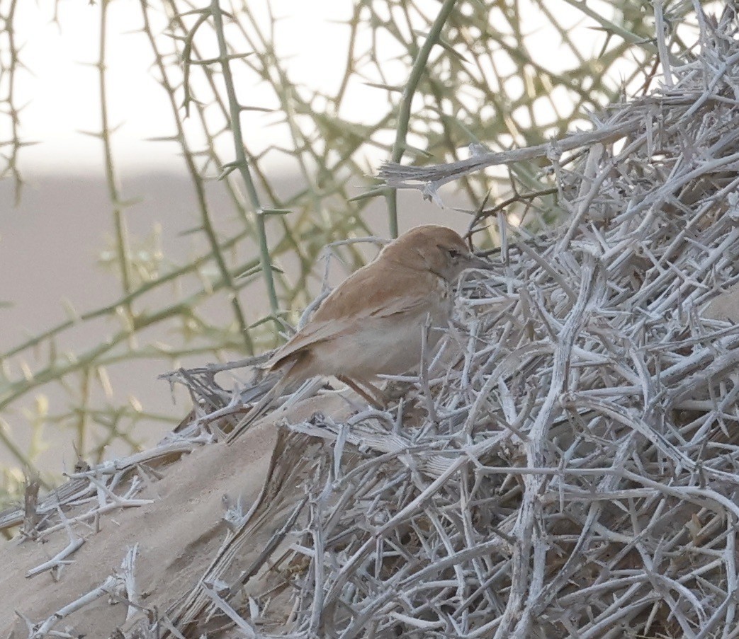 Dune Lark - ML652616508