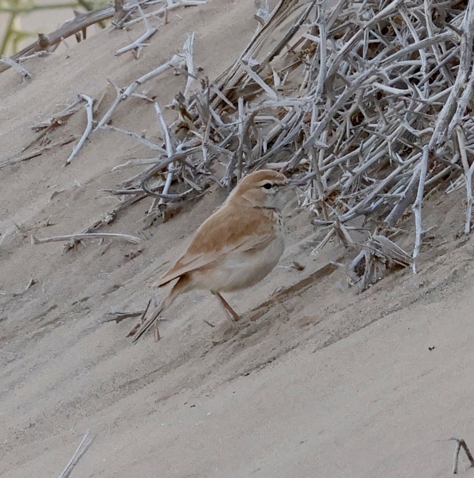 Dune Lark - ML652616509