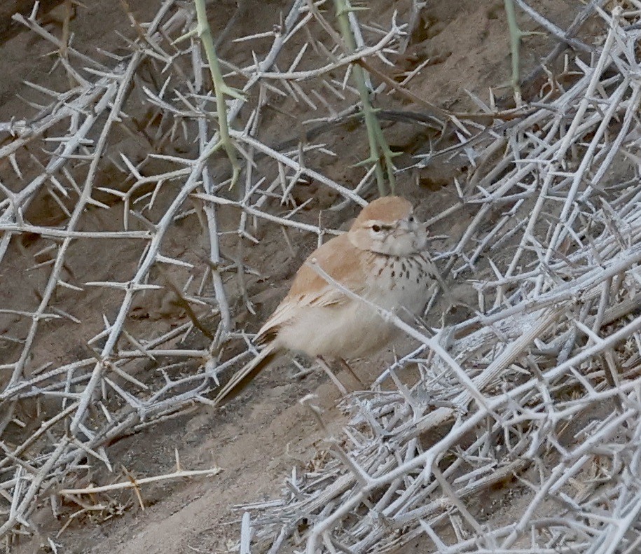 Dune Lark - ML652616510