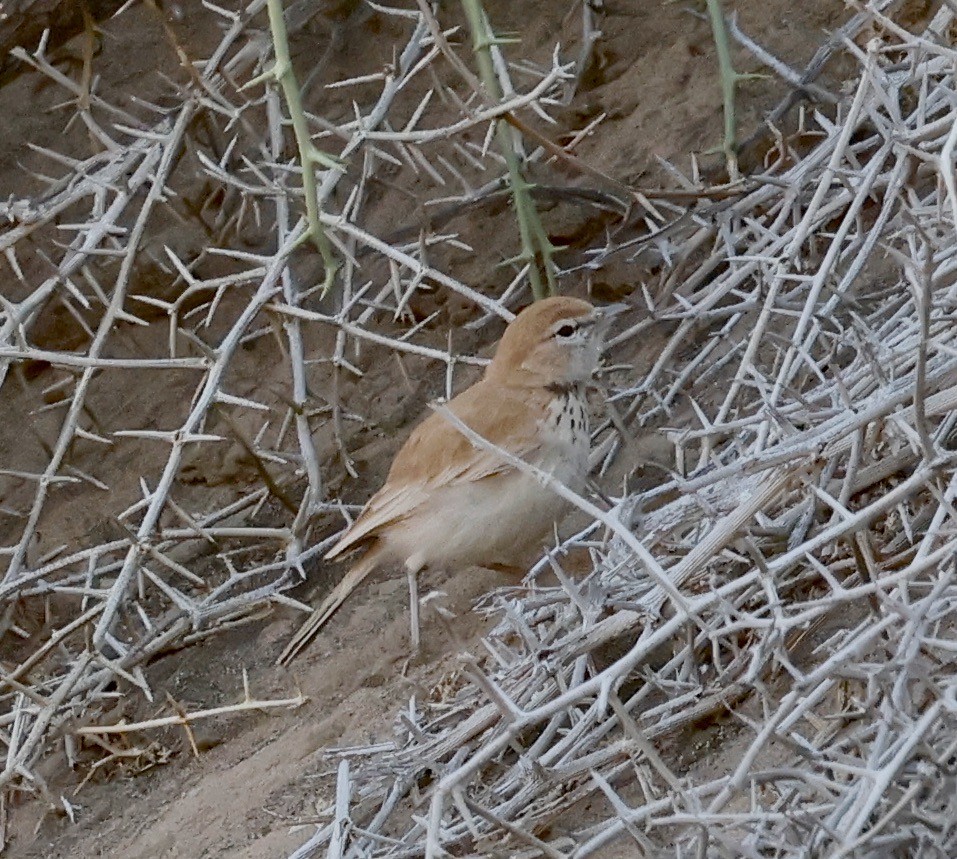 Dune Lark - ML652616511