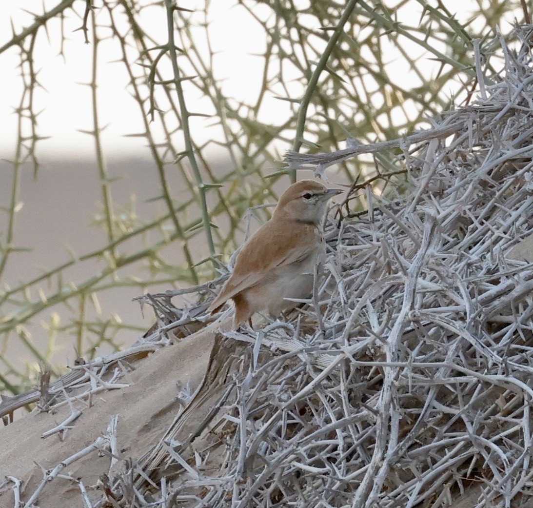 Dune Lark - ML652616512