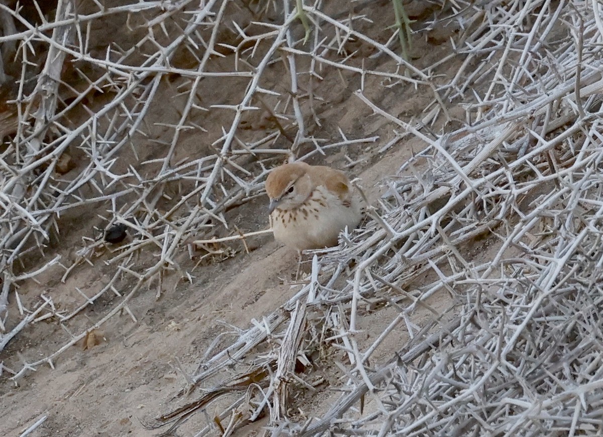 Dune Lark - ML652616514