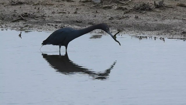 Aigrette bleue - ML652616533