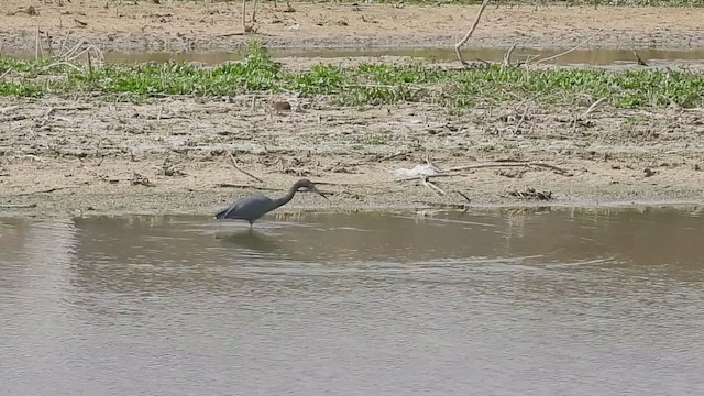 Aigrette bleue - ML652616542