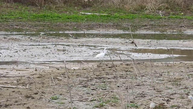 Aigrette neigeuse - ML652616549