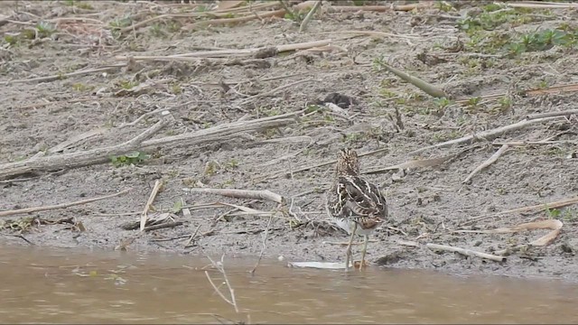 Bécassine de Wilson - ML652616570