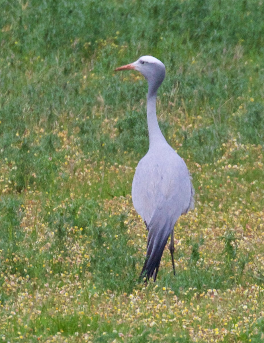 Blue Crane - ML652616571