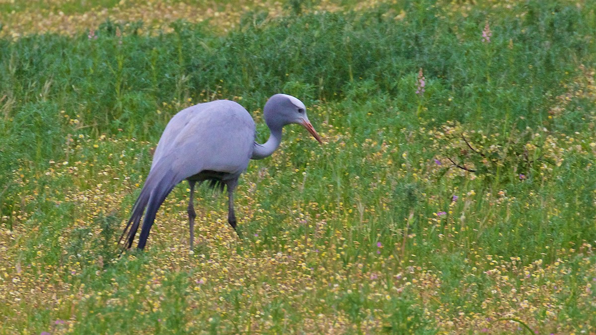 Blue Crane - ML652616572