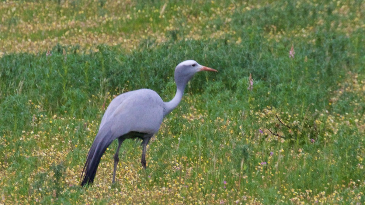 Blue Crane - ML652616574