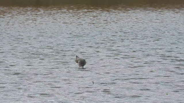 Grand Chevalier - ML652616590