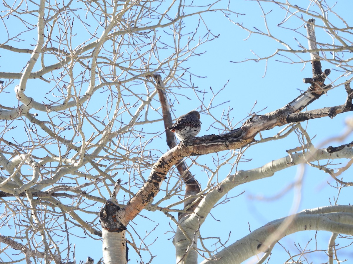 Northern Flicker - ML652616627