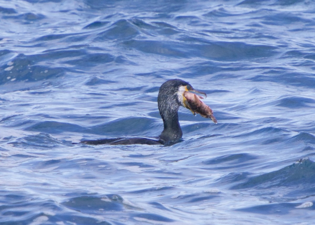 Japanese Cormorant - ML652616858