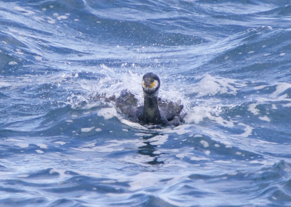 Japanese Cormorant - ML652616859