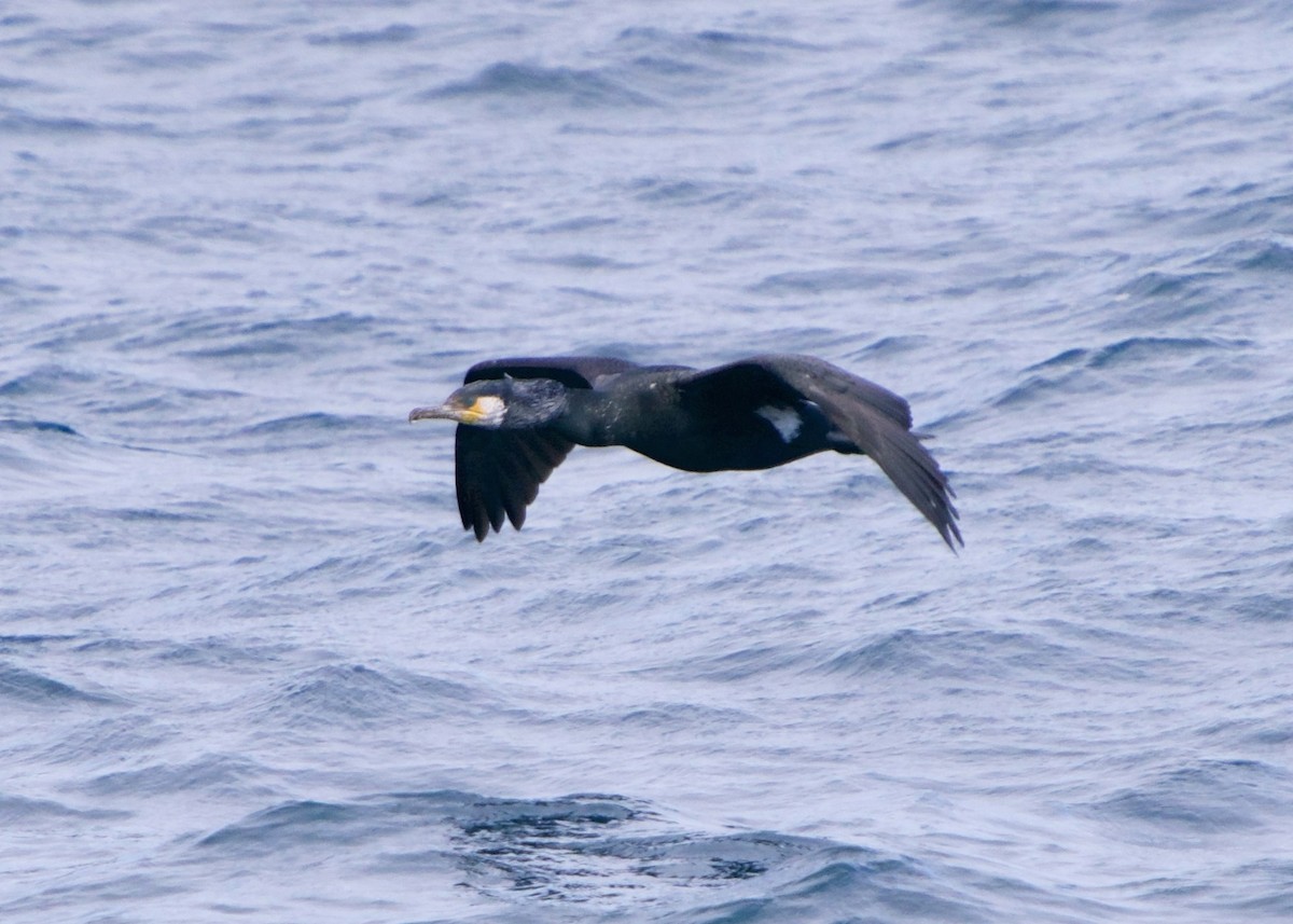 Japanese Cormorant - ML652616860