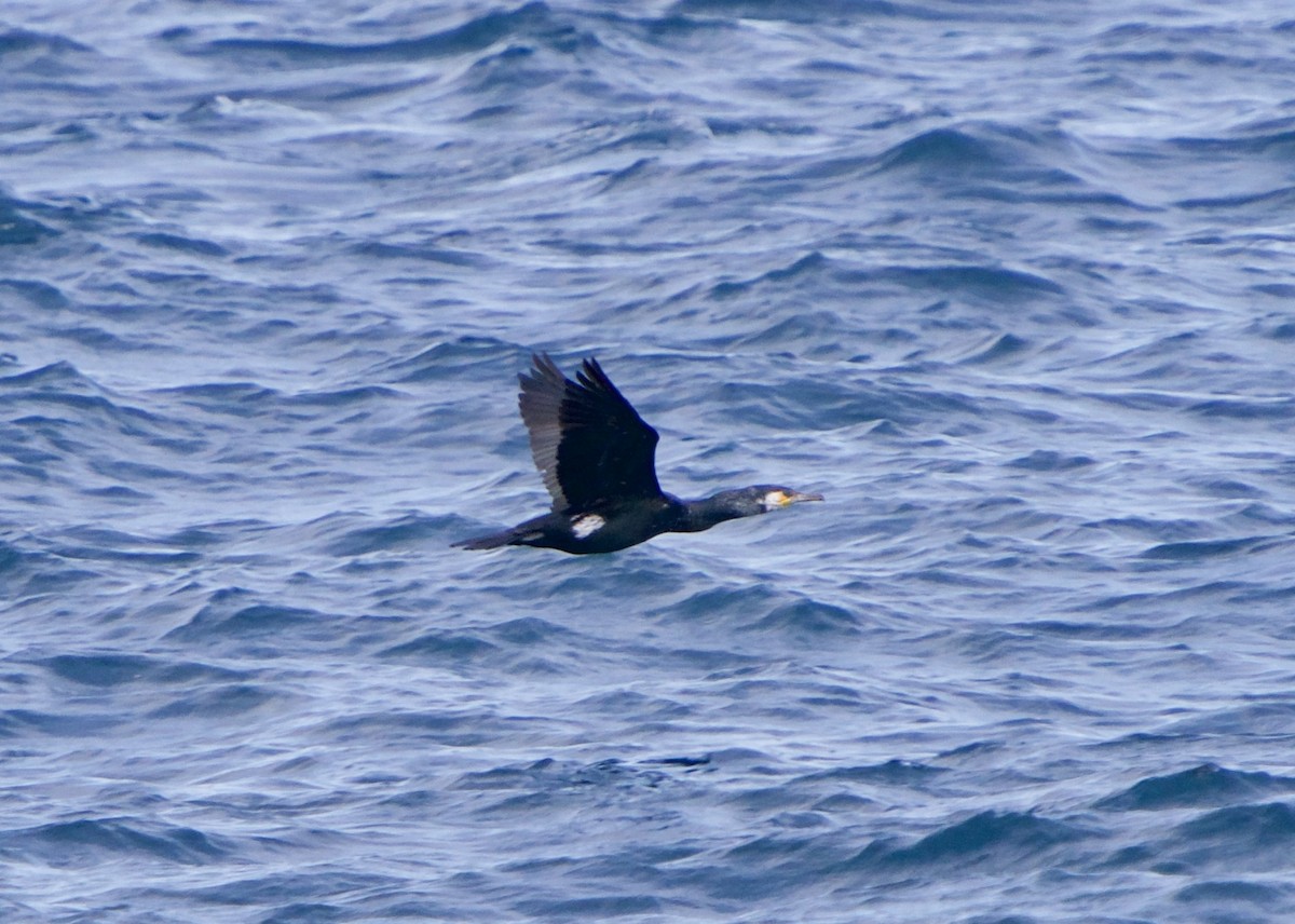 Japanese Cormorant - ML652616862