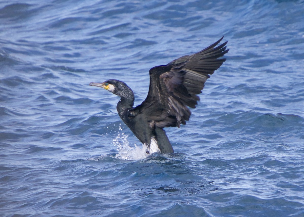 Japanese Cormorant - ML652616863