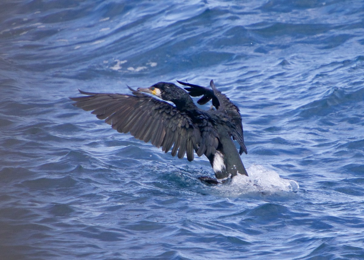 Japanese Cormorant - ML652616864
