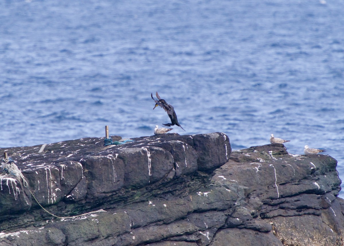Japanese Cormorant - ML652616865