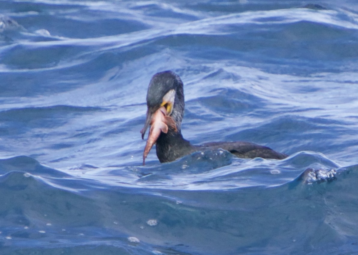 Japanese Cormorant - ML652616867
