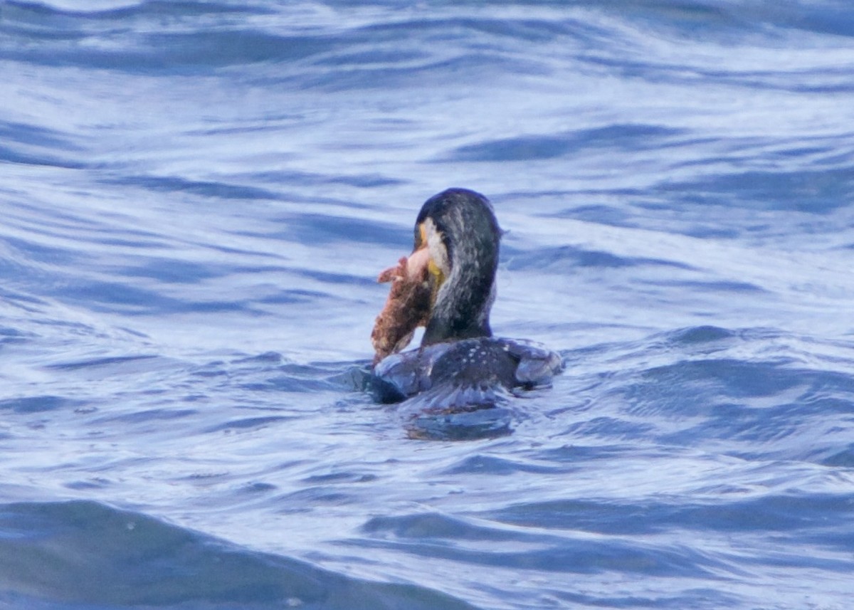 Japanese Cormorant - ML652616868