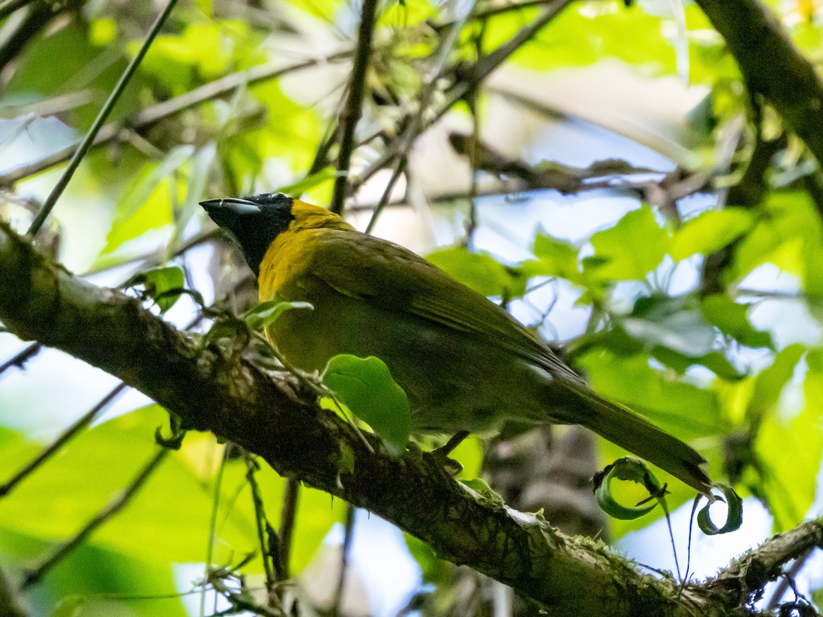 Black-faced Grosbeak - ML652616910