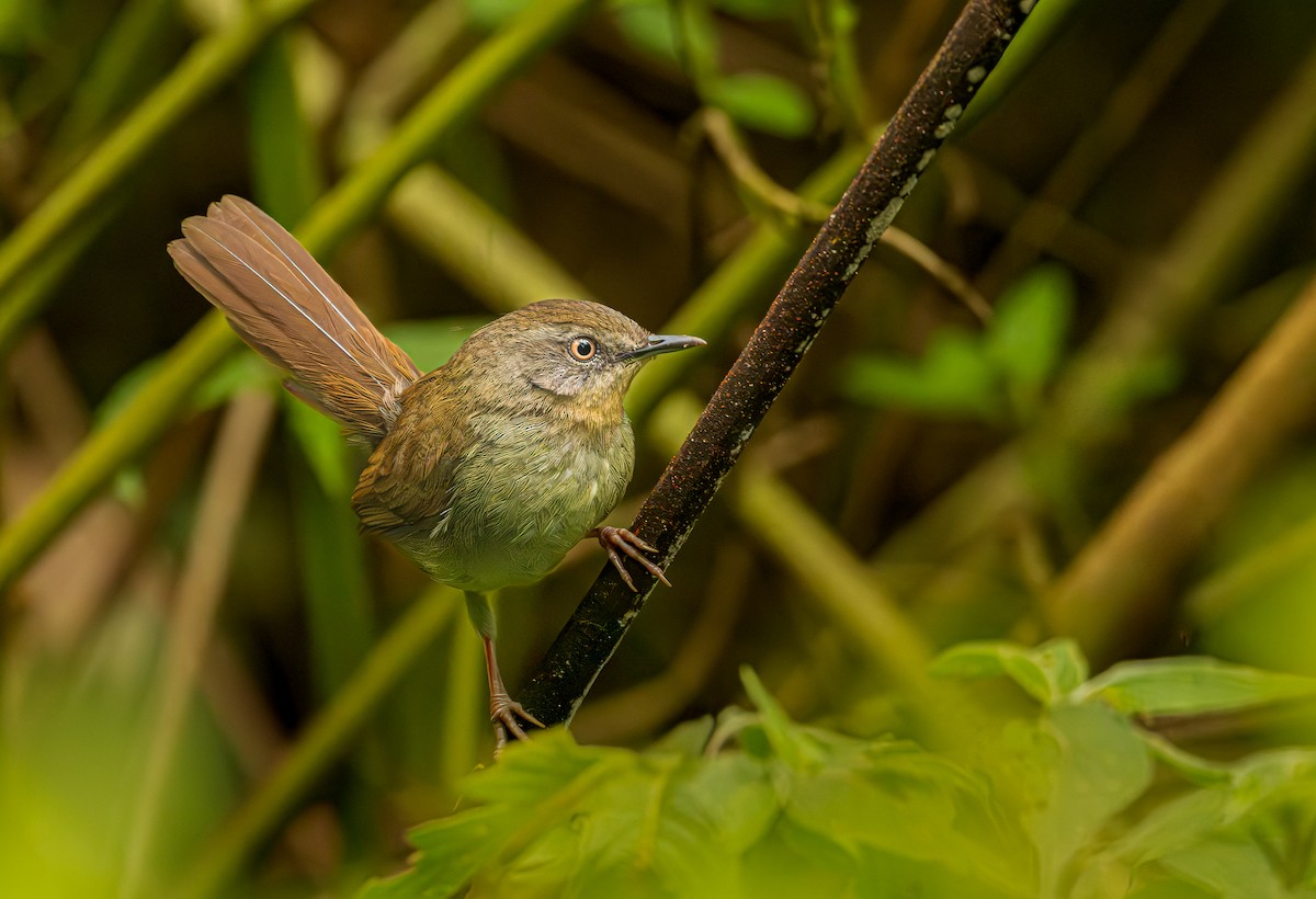 Ланкийская долгохвостка - ML652616958