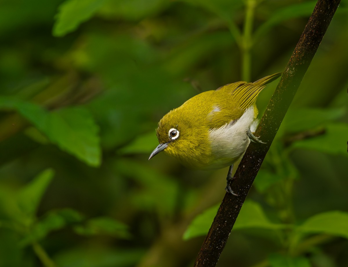 Ланкийская белоглазка - ML652617082