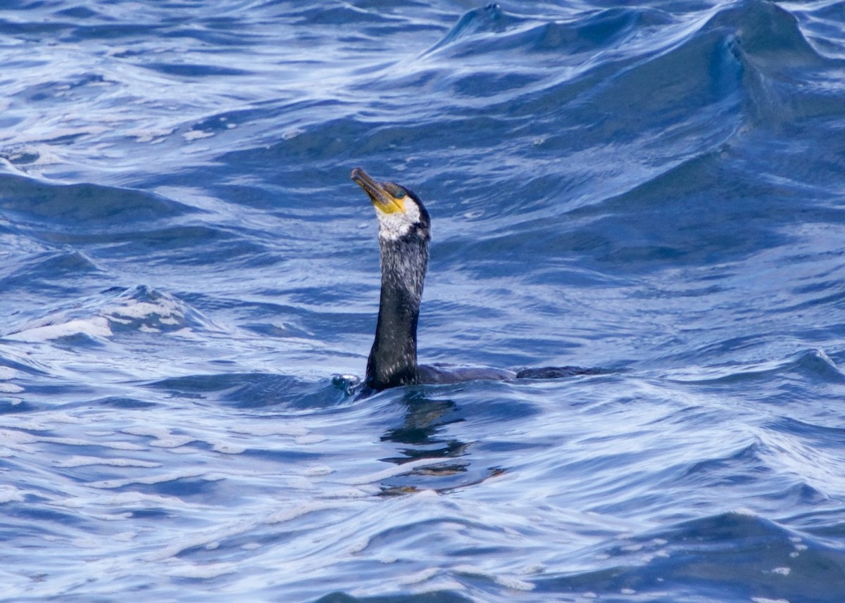 Japanese Cormorant - ML652617281